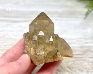 Congo Citrine #8