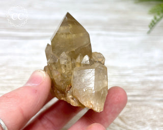 Congo Citrine #8