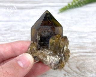 Congo Citrine #14