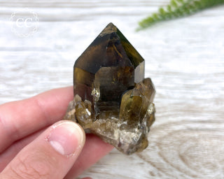 Congo Citrine #14