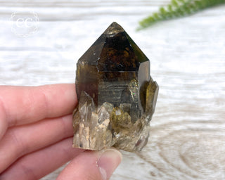 Congo Citrine #14