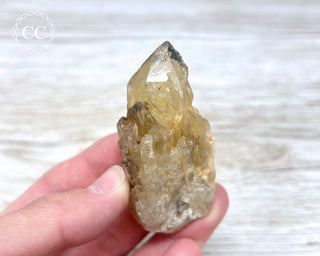 Congo Citrine #11