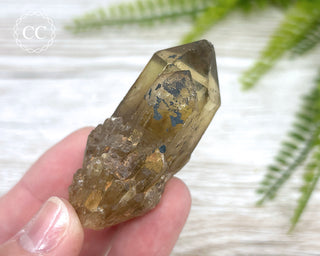 Congo Citrine #11