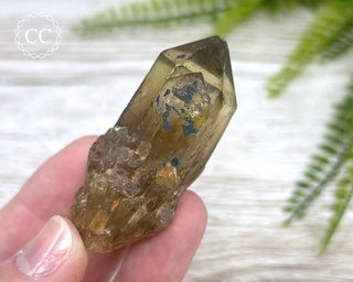 Congo Citrine #11