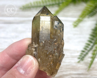 Congo Citrine #11