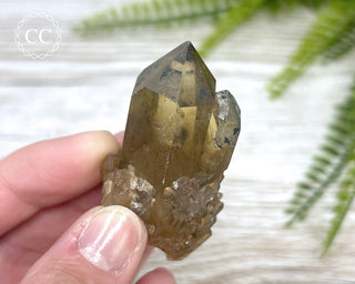 Congo Citrine #11