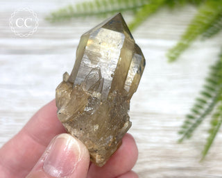 Congo Citrine #11