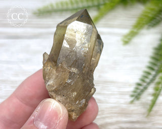 Congo Citrine #11