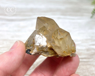 Congo Citrine #11