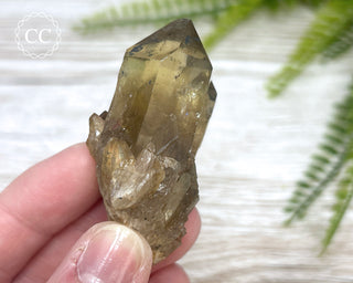 Congo Citrine #11