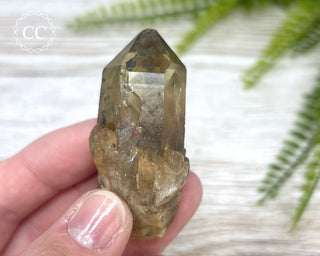 Congo Citrine #11