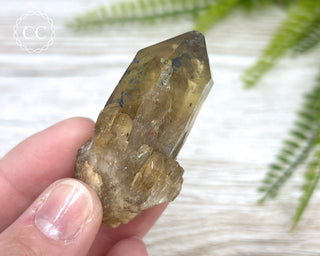 Congo Citrine #11