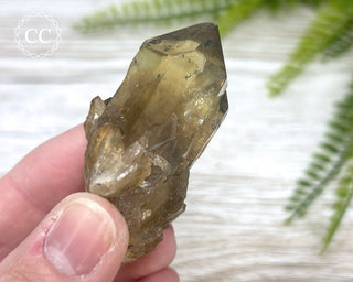 Congo Citrine #11