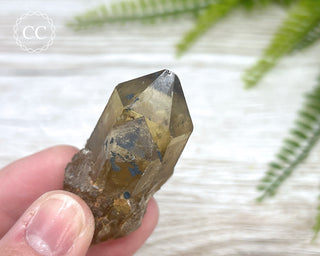 Congo Citrine #11