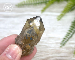 Congo Citrine #11