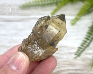 Congo Citrine #11