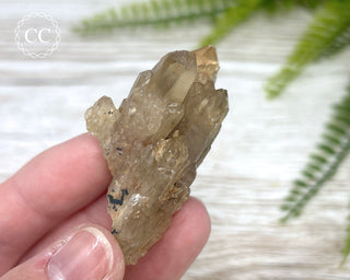 Congo Citrine #12