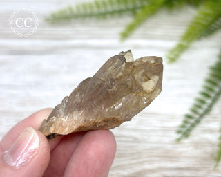 Congo Citrine #12