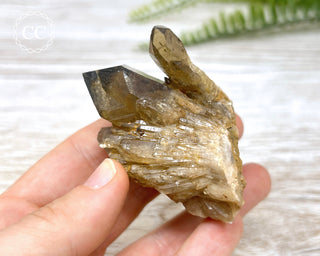 Congo Citrine #6