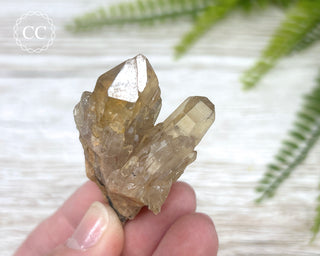 Congo Citrine #12