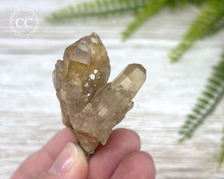 Congo Citrine #12