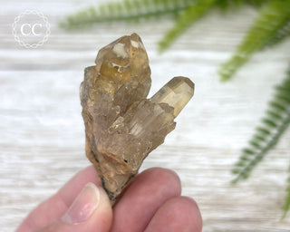 Congo Citrine #12