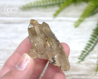 Congo Citrine #12