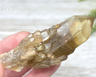 Congo Citrine #16