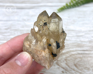 Congo Citrine #19