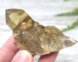 Congo Citrine #16