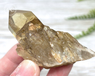 Congo Citrine #16