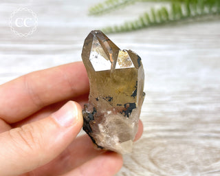 Congo Citrine #8