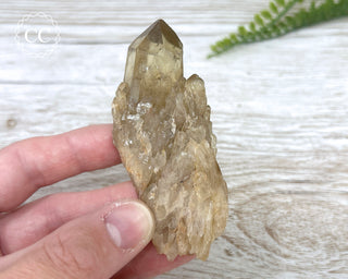 Congo Citrine #22