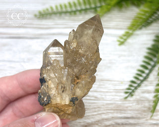 Congo Citrine #23