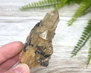 Congo Citrine #23