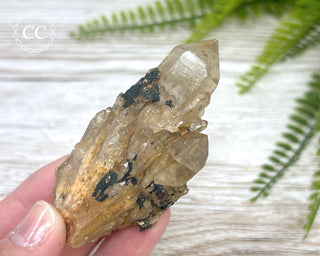 Congo Citrine #23