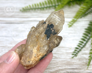 Congo Citrine #23