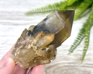 Congo Citrine #24