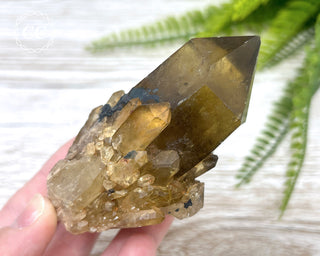 Congo Citrine #24