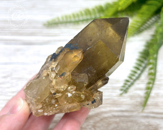 Congo Citrine #24