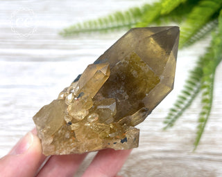 Congo Citrine #24