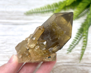 Congo Citrine #24