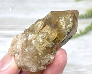 Congo Citrine #17