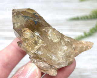 Congo Citrine #17