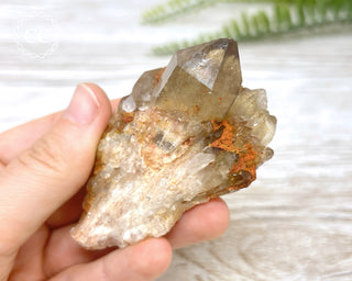 Congo Citrine #10
