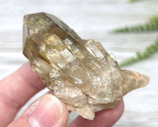 Congo Citrine #17