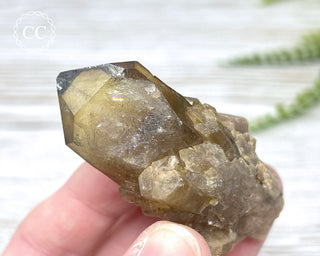 Congo Citrine #19