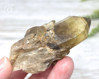 Congo Citrine #19