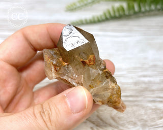 Congo Citrine #10