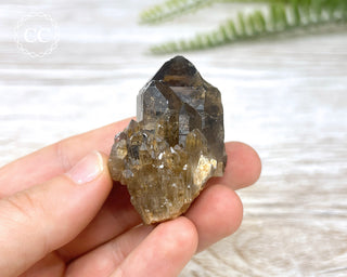 Congo Citrine #11